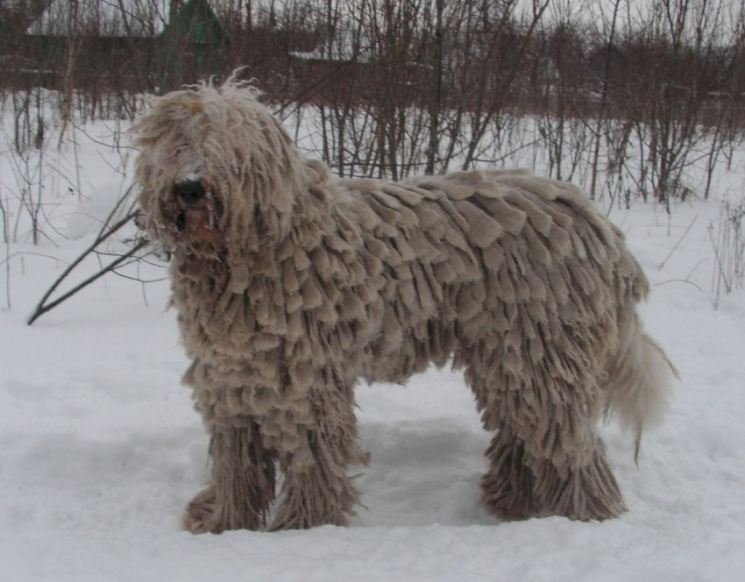 Венгерская овчарка (36 фото): описание породы собак комондор, выращивание лохматых щенков