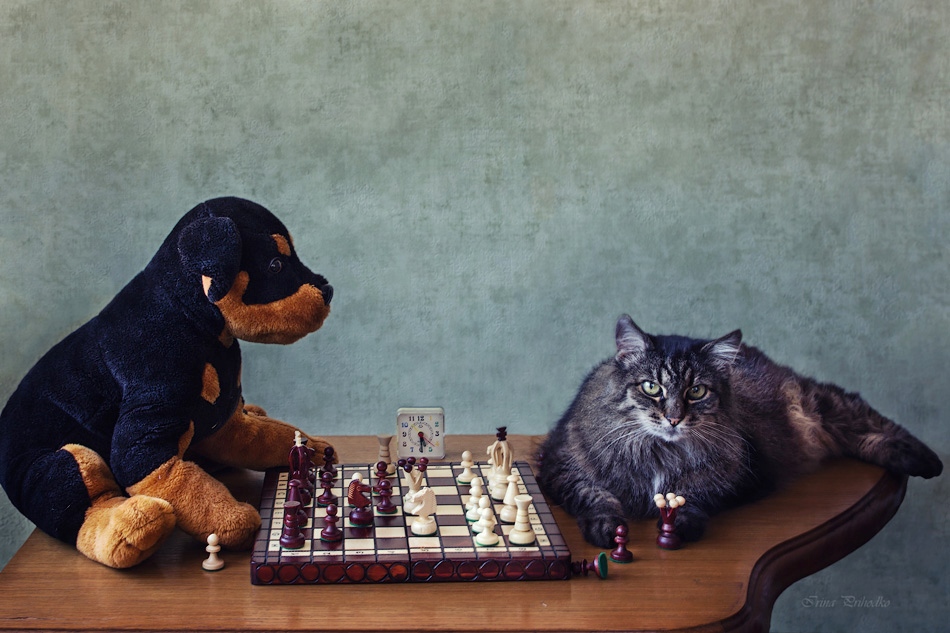 Самые умные кошки (38 фото): какие породы котов самые умные? рейтинг интеллектуальных кошек в мире, признаки интеллекта