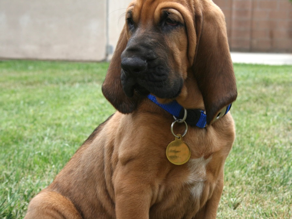 Бладхаунд собака фото, описание породы, цена щенка, отзывы