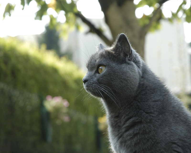 Картезианская кошка (шартрез): описание породы, 25 фото, цена