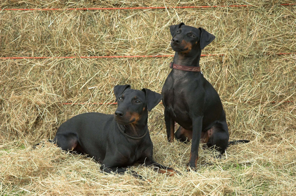 Австралийский терьер — описание породы, особенности содержания и характеристика собаки (100 фото)