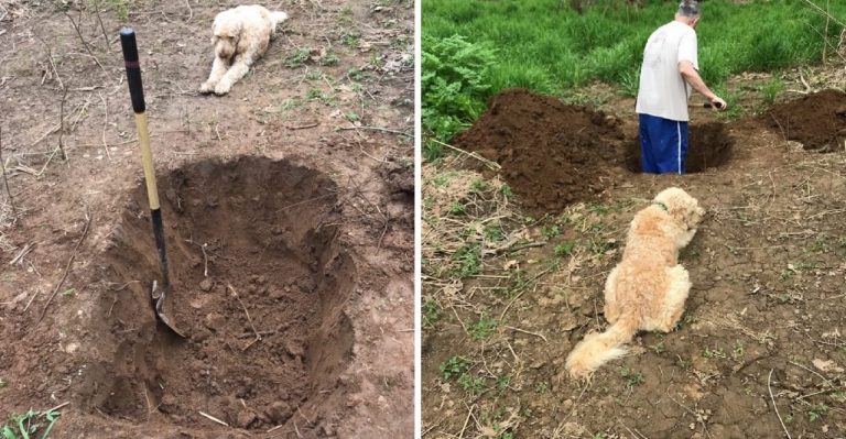 Советы экспертов, как и где правильно похоронить собаку: правила и ошибки