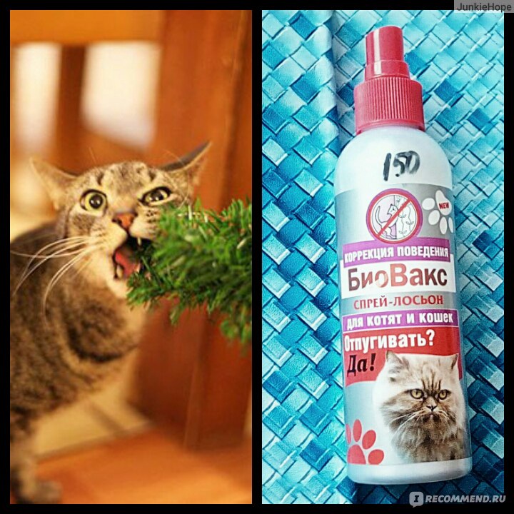 Какой запах не любят кошки, и с чем это связано?