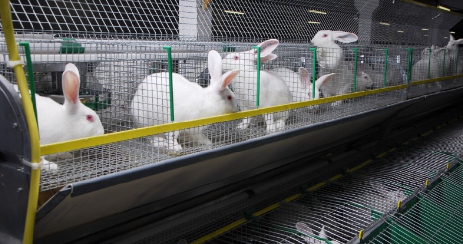 Мини-ферма для кроликов: какие бывают и как сделать своими руками