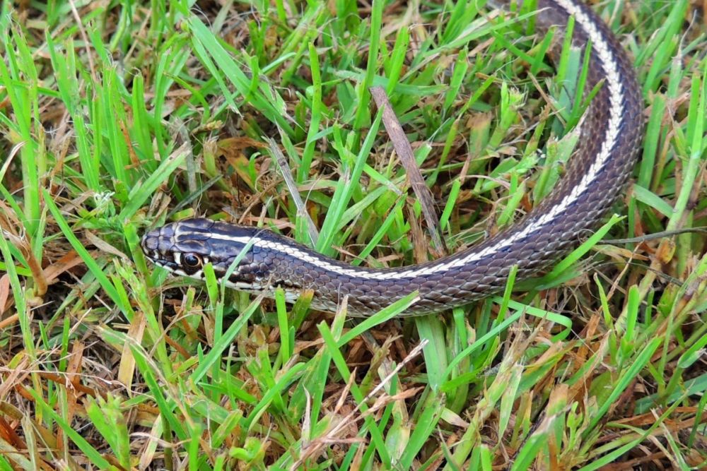 Белый техасский полоз: особенности содержания популярной разновидности змей