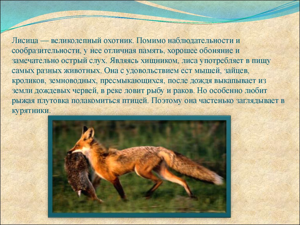 Какую среду обитания освоила лисица обыкновенная. Описание лисы. Лиса краткая информация. О лисе кратко. Лиса доклад.