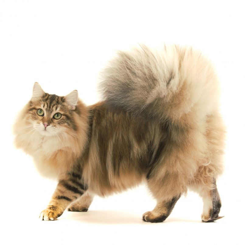 Длинношерстные кошки: список с фото, цена пород кошек с длинной шерстью