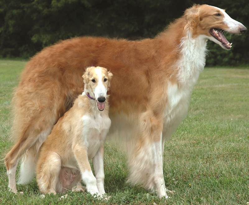 Русская псовая борзая: стандарт породы и характер собак