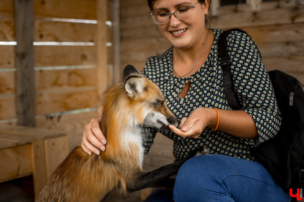 Домашняя лиса (44 фото): условия для содержания лисиц дома. сколько живут одомашненные ручные лисы? чем кормить?