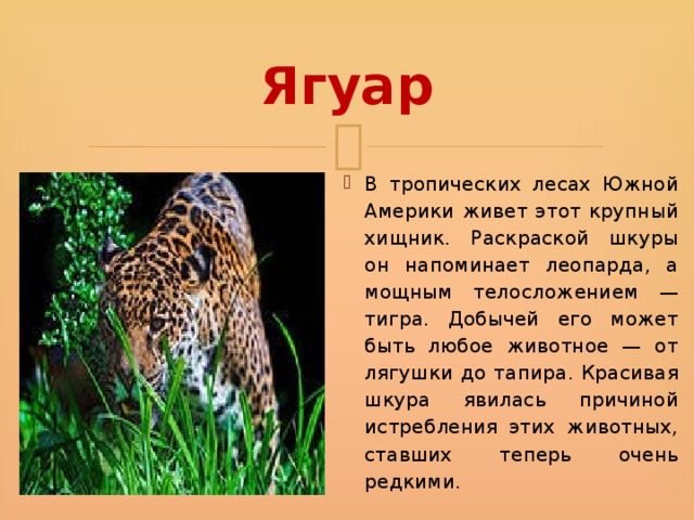 Научный текст про ягуара