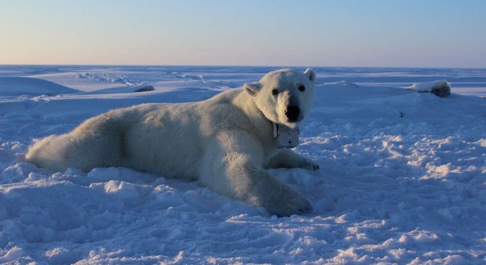 Белый медведь – видео, описание, где живет, чем питается