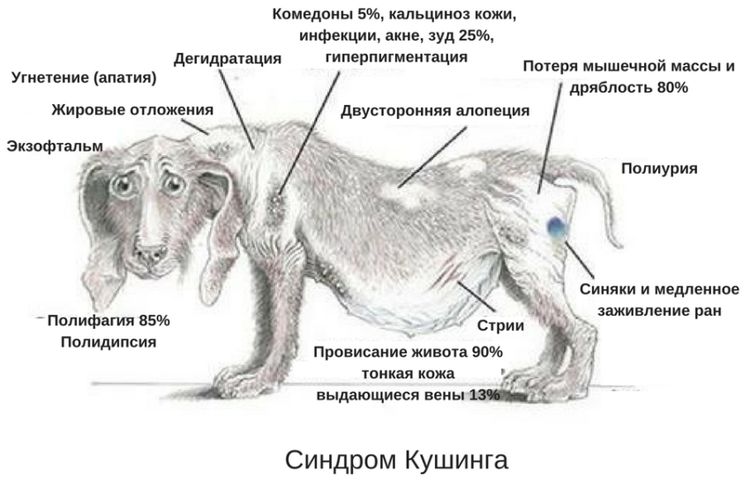 Железы у собак схема которые нужно чистить