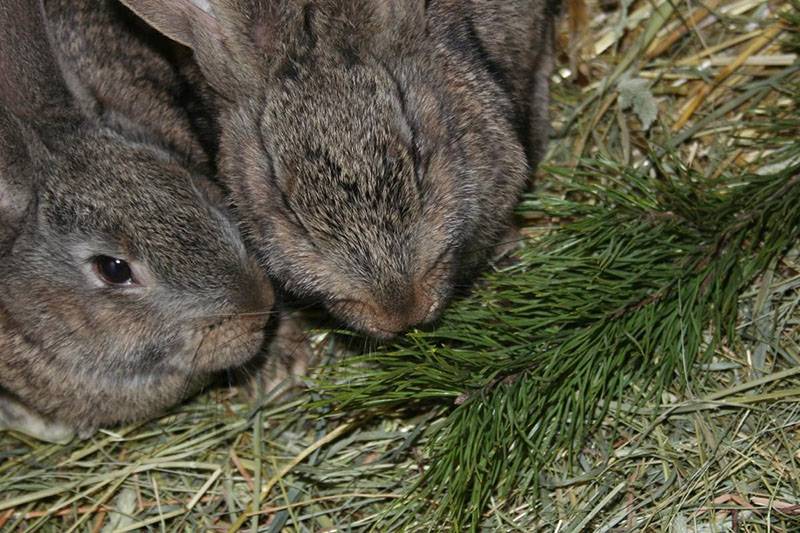 Можно ли давать кроликам хвою? сосна и елка в рационе декоративного кролика