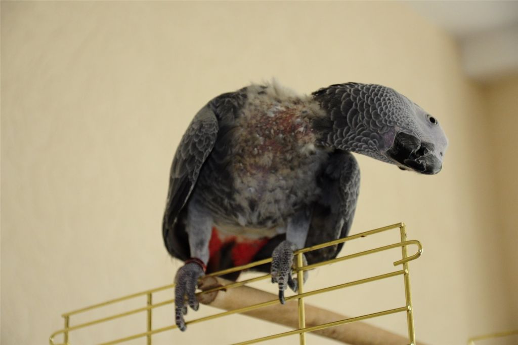 Почему попугай выдергивает перья, причины самоощипывания, что делать с птицей
