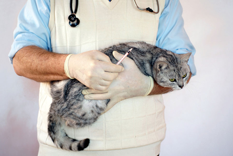 Ветеринария, уход за кошкой, депрессия у кота