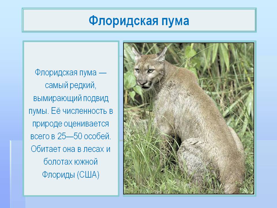 Проект про пуму