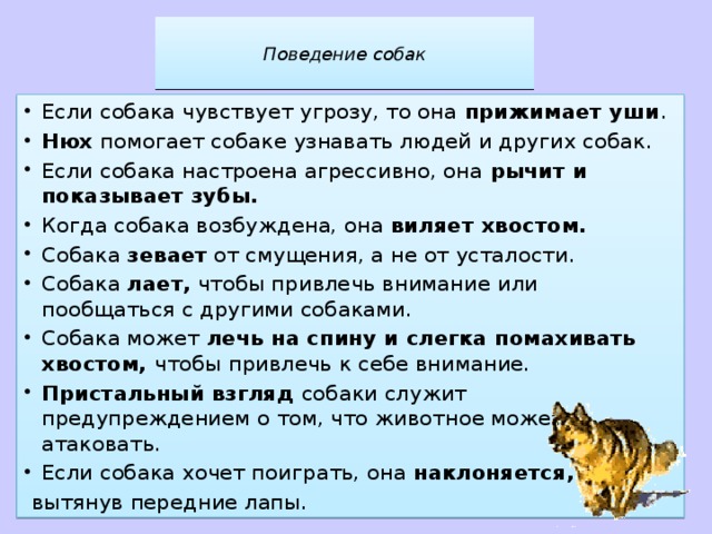 Почему собака кашляет и чем лечить - здоровье животных | сеть ветеринарных клиник, зоомагазинов, ветаптек в воронеже