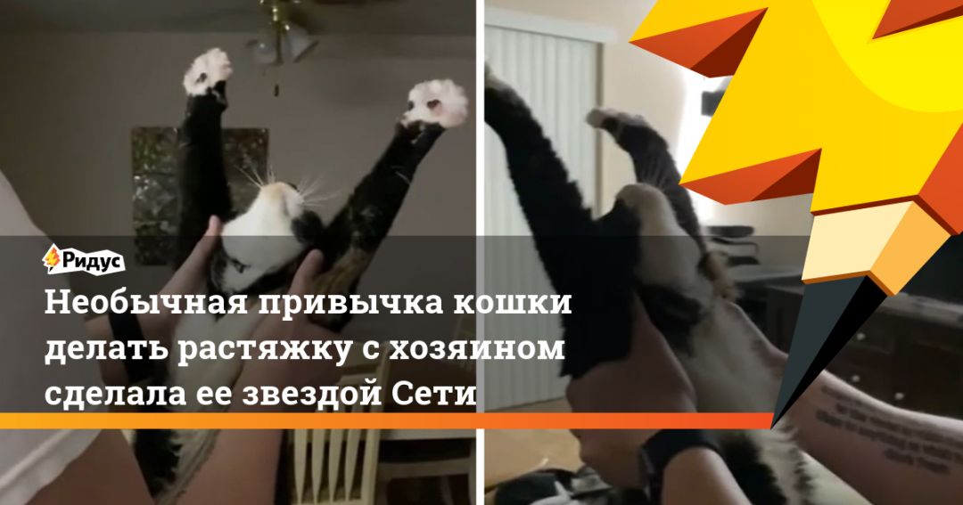 Привычки кошек, которые воспитывают сами хозяева - zefirka