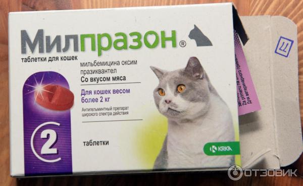 Какие обезболивающие препараты применяют для лечения кошек