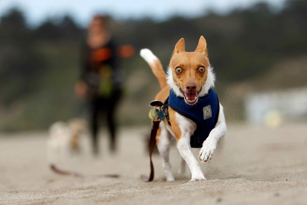 Топ 5 дорогих собак в мире | блог ветклиники "беланта"