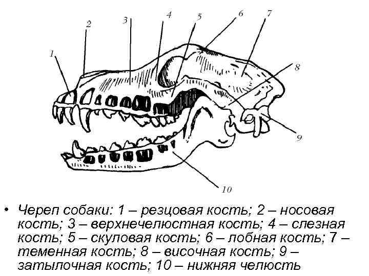 Особенности строения челюстей у декоративных кроликов: количество и длина зубов