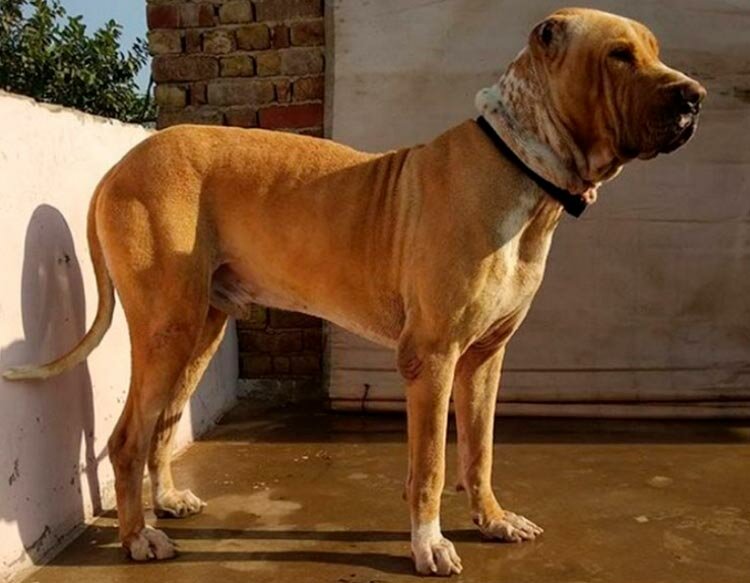 Булли кутта (пакистанский мастиф): описание породы собак с фото