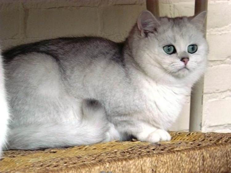 ᐉ содержание золотой шиншиллы: особенности, уход за британским котом, фото кошки - zoovet24.ru