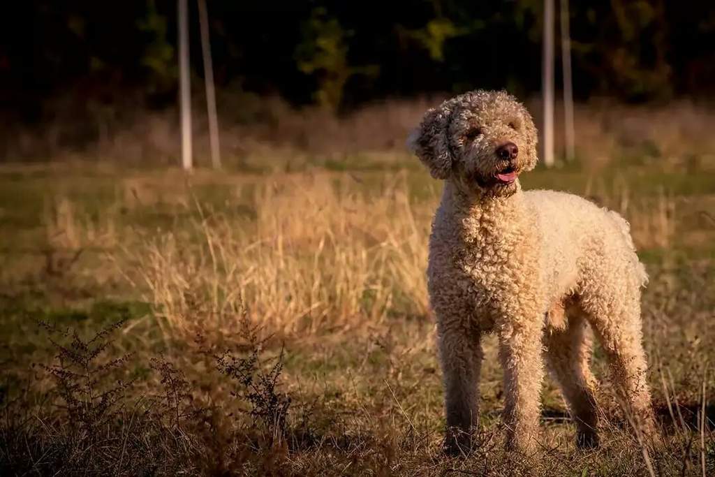 Лаготто романьоло: характеристики породы собаки, фото, характер, правила ухода и содержания