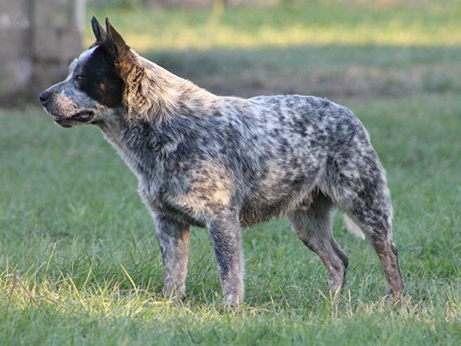 Анатолийская овчарка собака. описание, особенности, характер, уход и цена породы