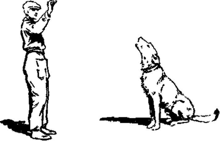 Несколько способов, как обучить собаку подавать голос