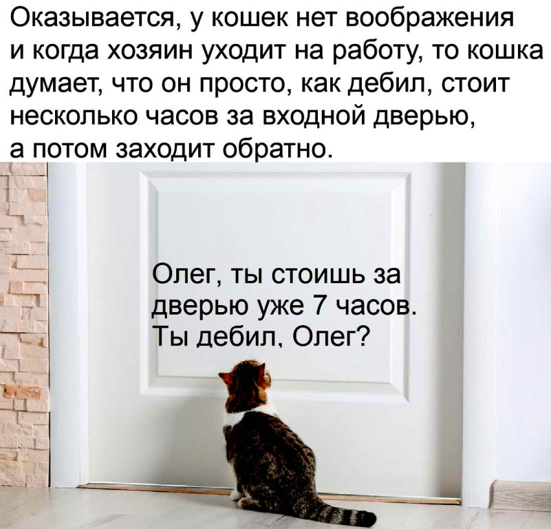 ᐉ что значит передержка животных, временное содержание кошек - zooshop-76.ru