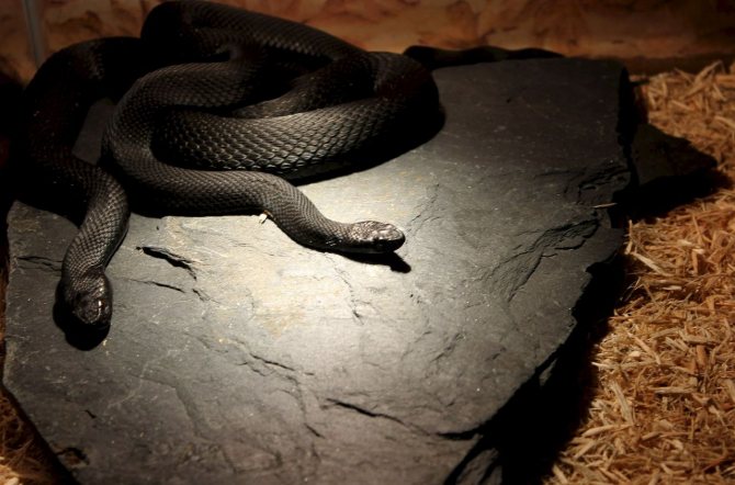 Черная мамба: описание змеи, где обитает, чем питается