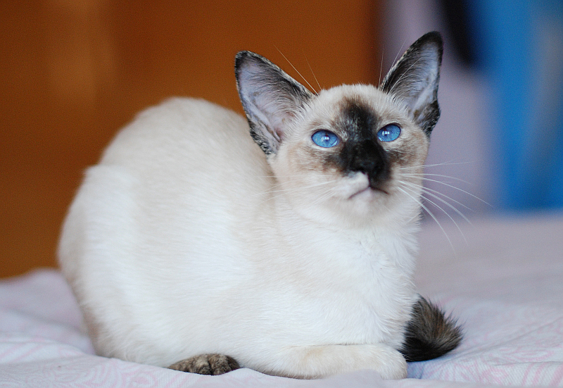 Балинезийская кошка - кошки, цена, описание, 33 фото - kisa.su