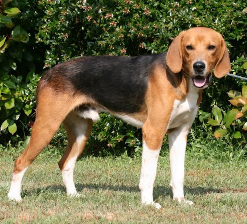 Бигль: описание породы, характер собаки и щенка, фото, цена