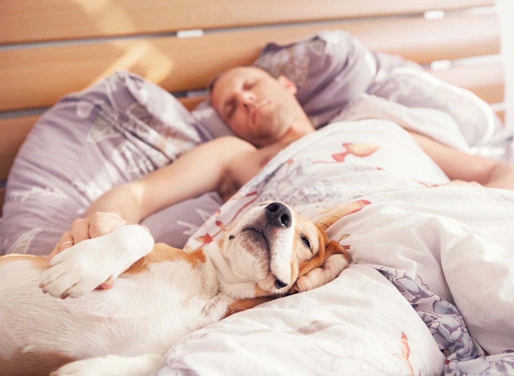 Как приучить щенка спать ночью | блог ветклиники "беланта"