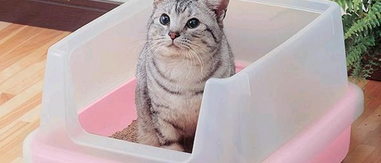 Почему кошка перестала пользоваться туалетным лотком?