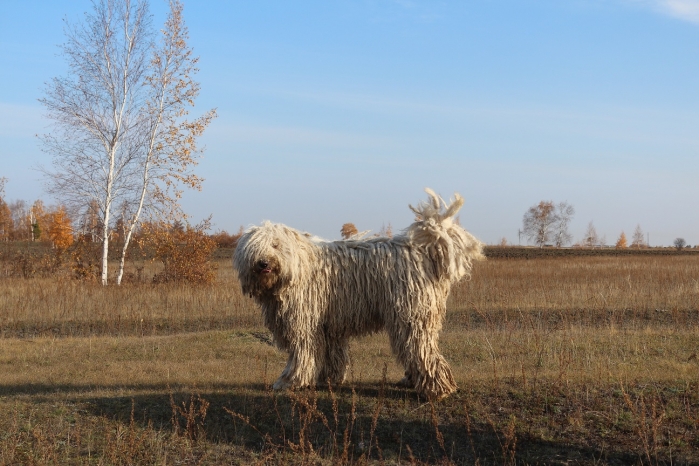 Комондор, или венгерская овчарка: описание и уход