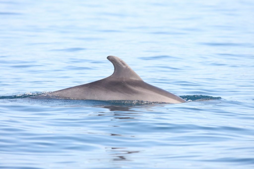 Дельфины: виды, фото, описание, образ жизни, общение морских млекопитающих
