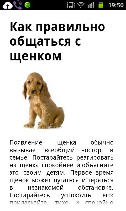 Американский кокер спаниель собака. описание, уход и цена американского кокер спаниеля | sobakagav.ru
