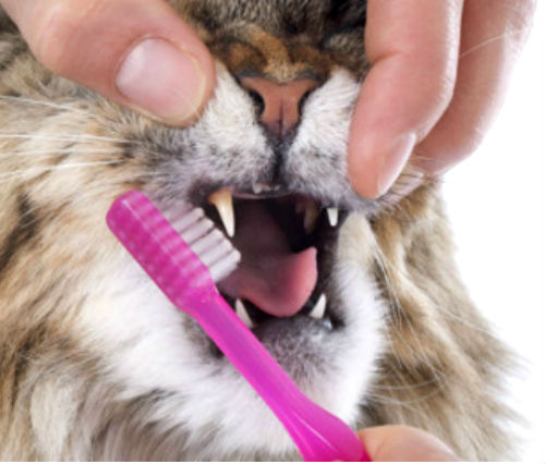 Плохой запах изо рта у кошки: с чем связан и как избавиться