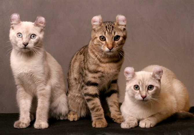 «они что, золотые?»: топ-10 самых дорогих пород кошек в мире