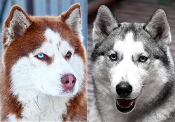 Породы собак похожие на лайку или хаски