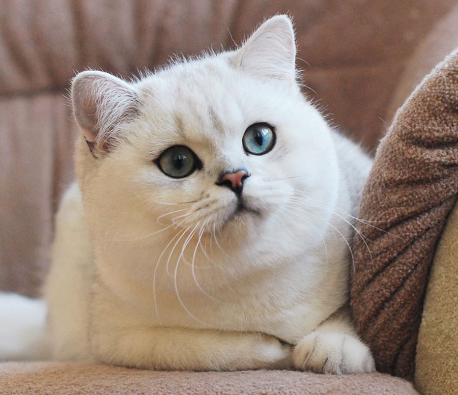 Коты и кошки с большими глазами