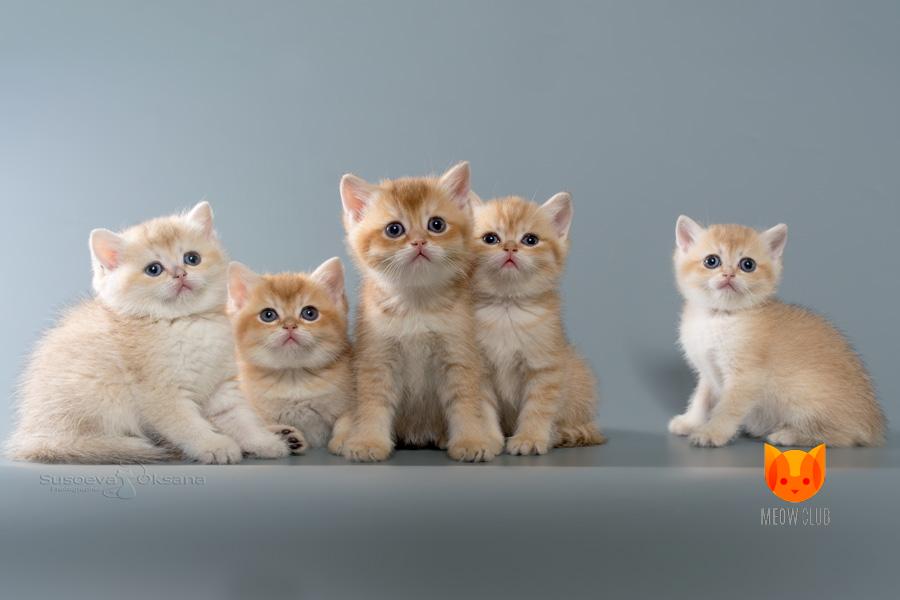 Все о британской породе кошек: фото и описание, характер, цена, окрасы, отзывы