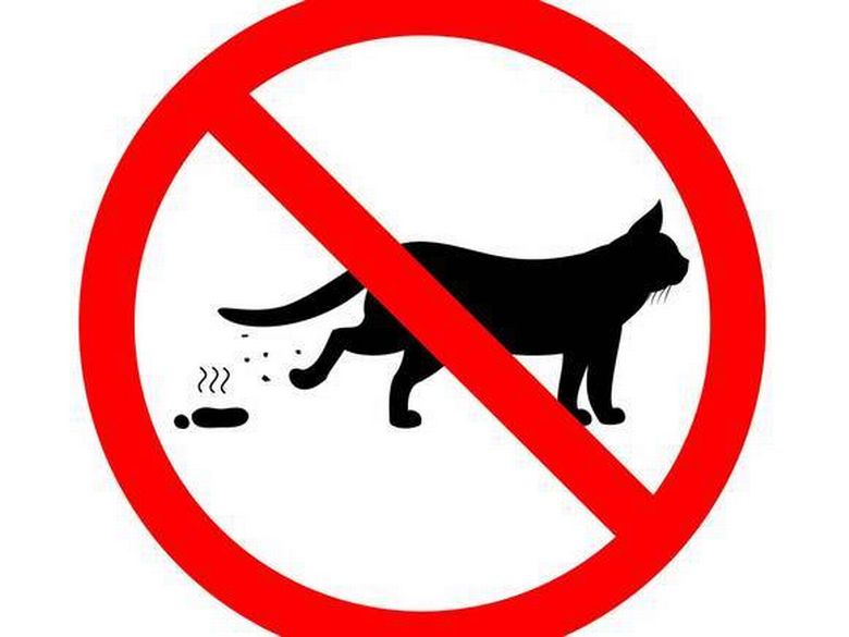 10 «нельзя» для хозяина кошки