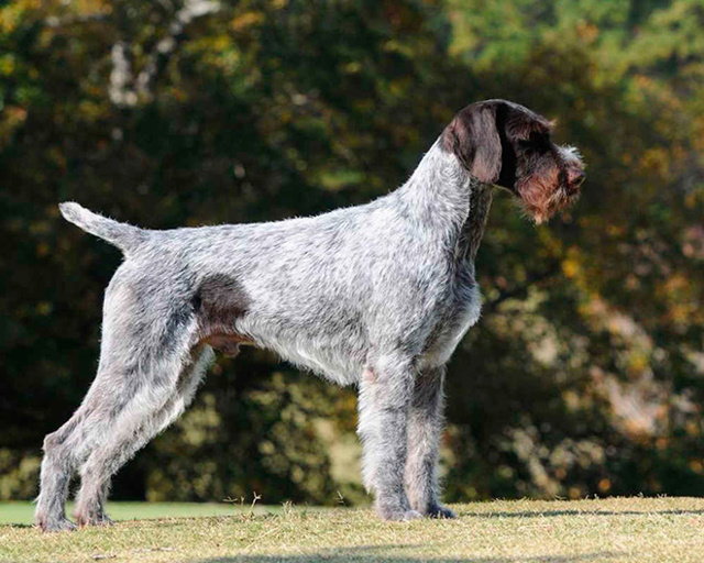 Дратхаар (немецкая охотничья собака): описание породы, советы по уходу и содержанию