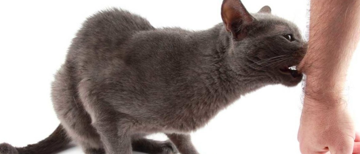 Укусила кошка: примеры как проявляется бешенство у человека и что делать