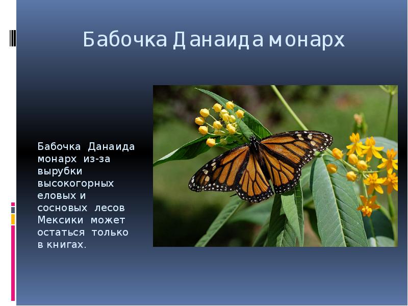 Бабочка монарх – самая необычная путешественница в природе