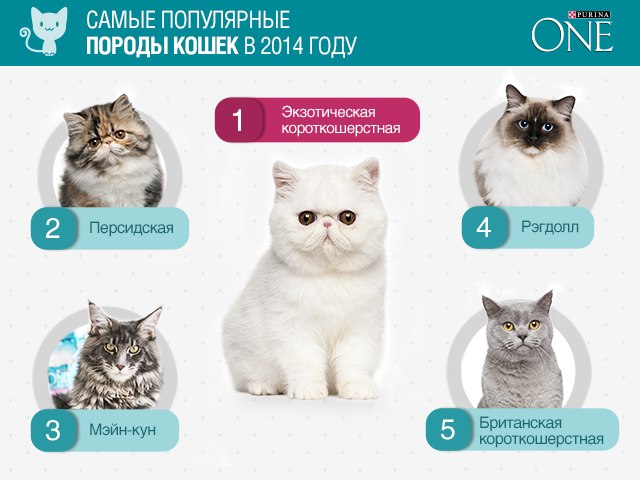 Топ-21 самых популярных пород кошек и их особенности