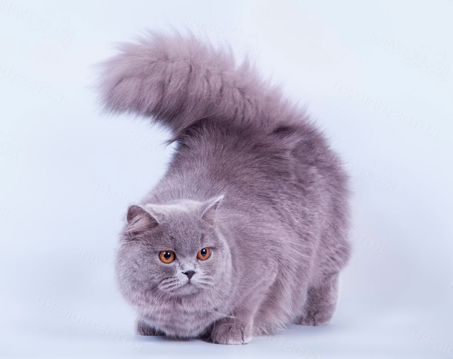 Британская длинношерстная кошка: описание с фото и видео